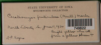 Ceratiomyxa fruticulosa var. fruticulosa image